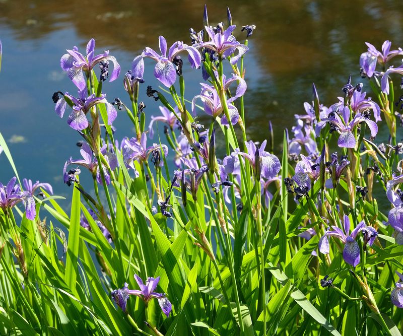 Blue Flag Iris Handles Heavy Soil With Ease