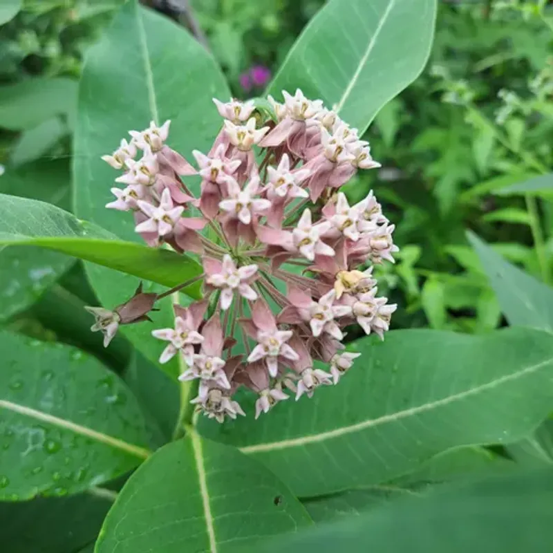 Common Milkweed Provides Reliable Host Plants For Caterpillars
