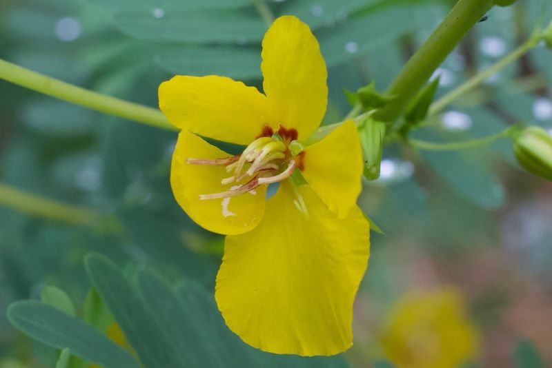 Partridge Pea Brings Cheerful Yellow Blooms