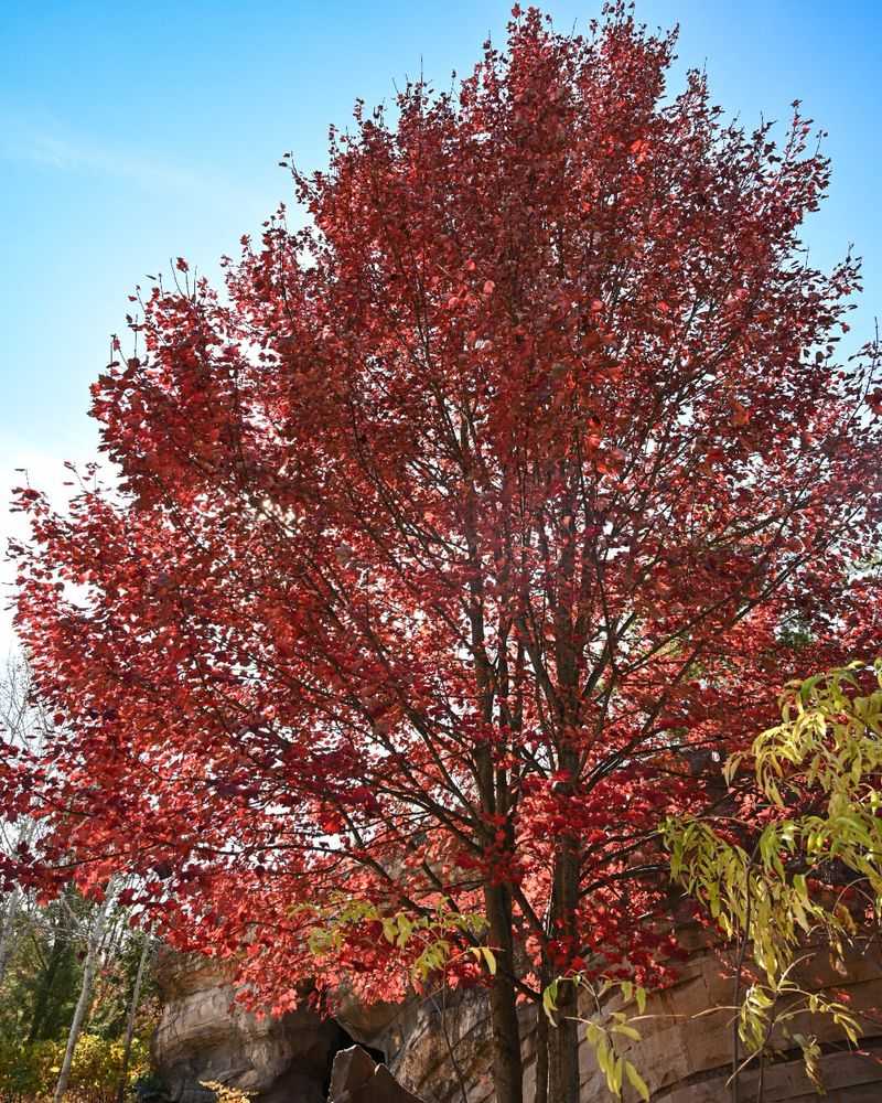 Red Maple 