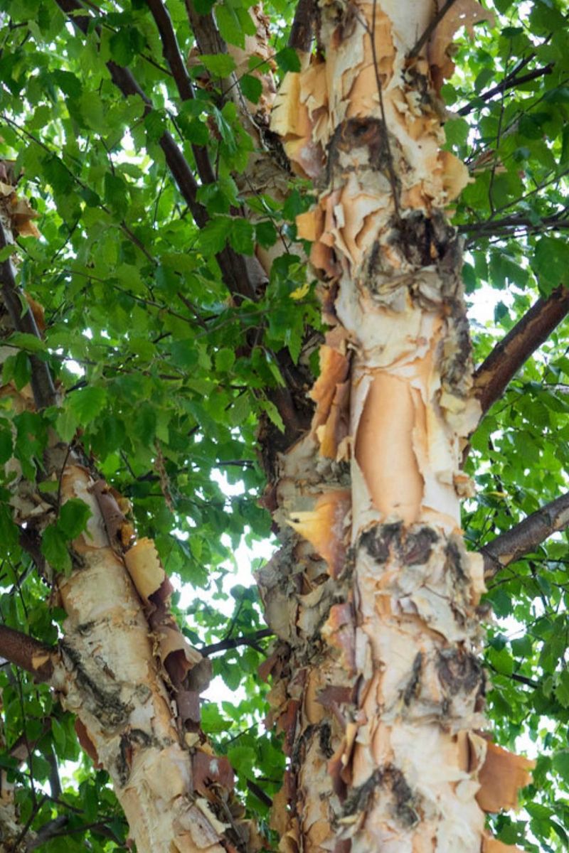 River Birch Thrives In Moist Soil Without Structural Issues