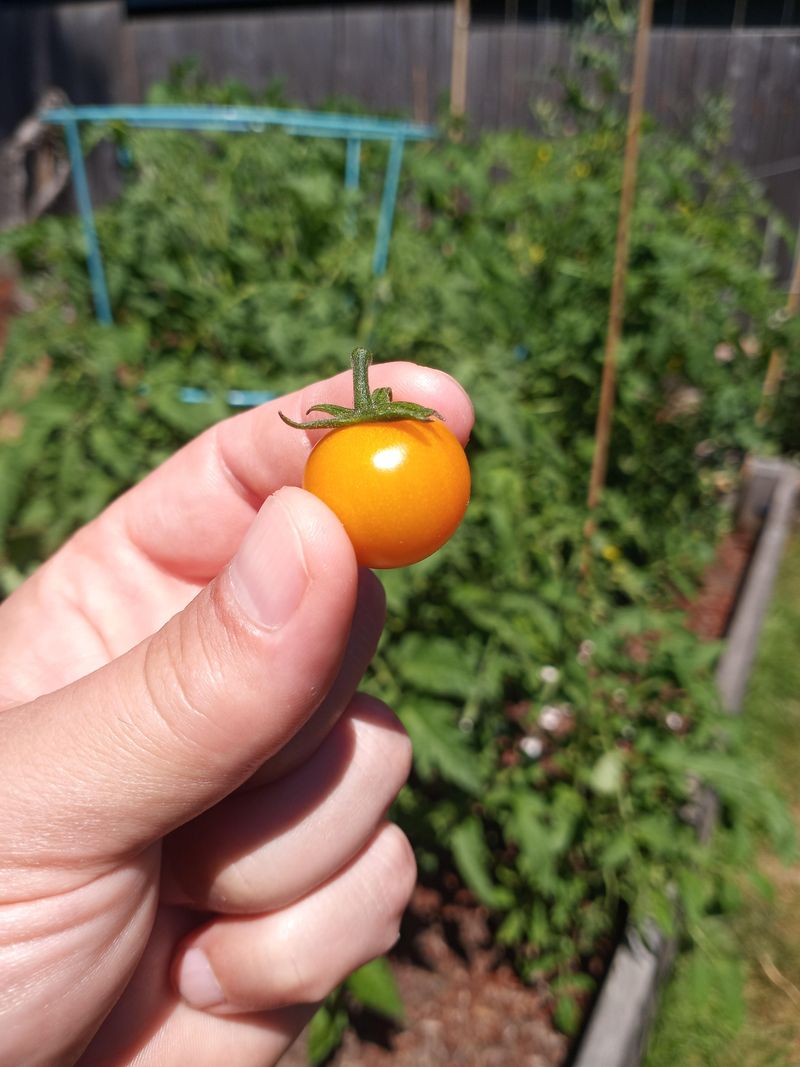 Sun Gold Bursting With Bright, Tropical Flavor