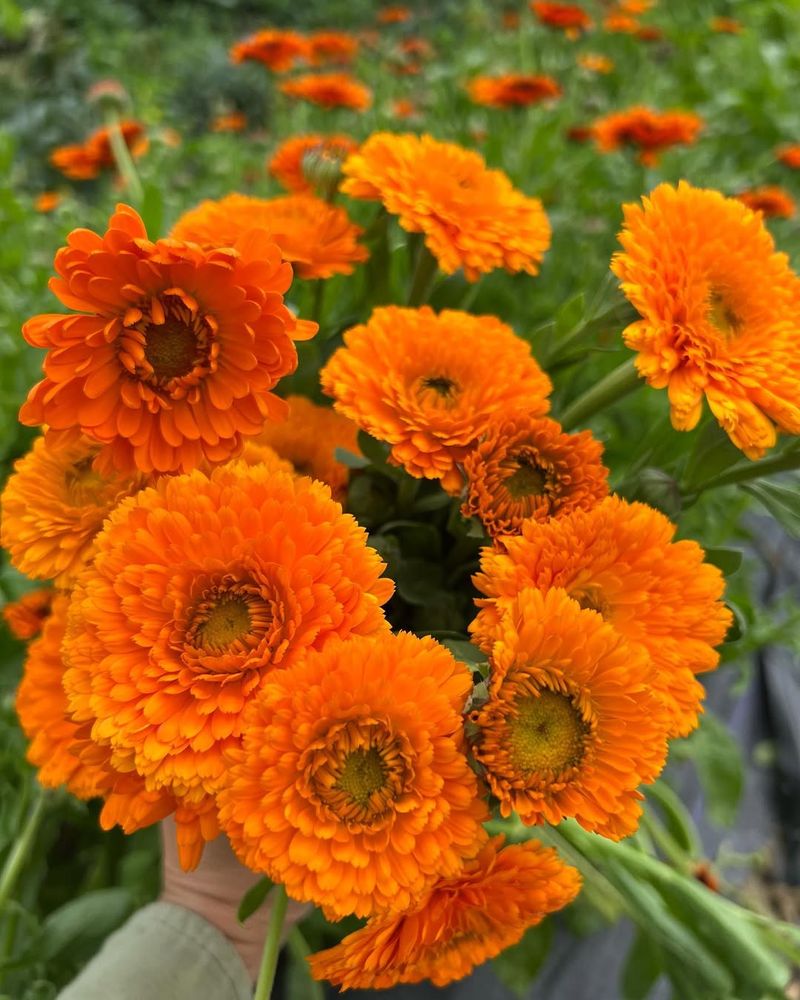Calendula