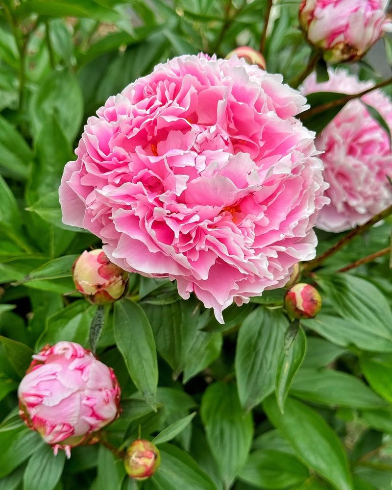 Peony