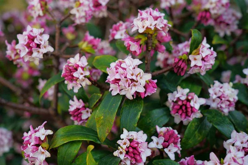 Daphne (Winter Daphne)