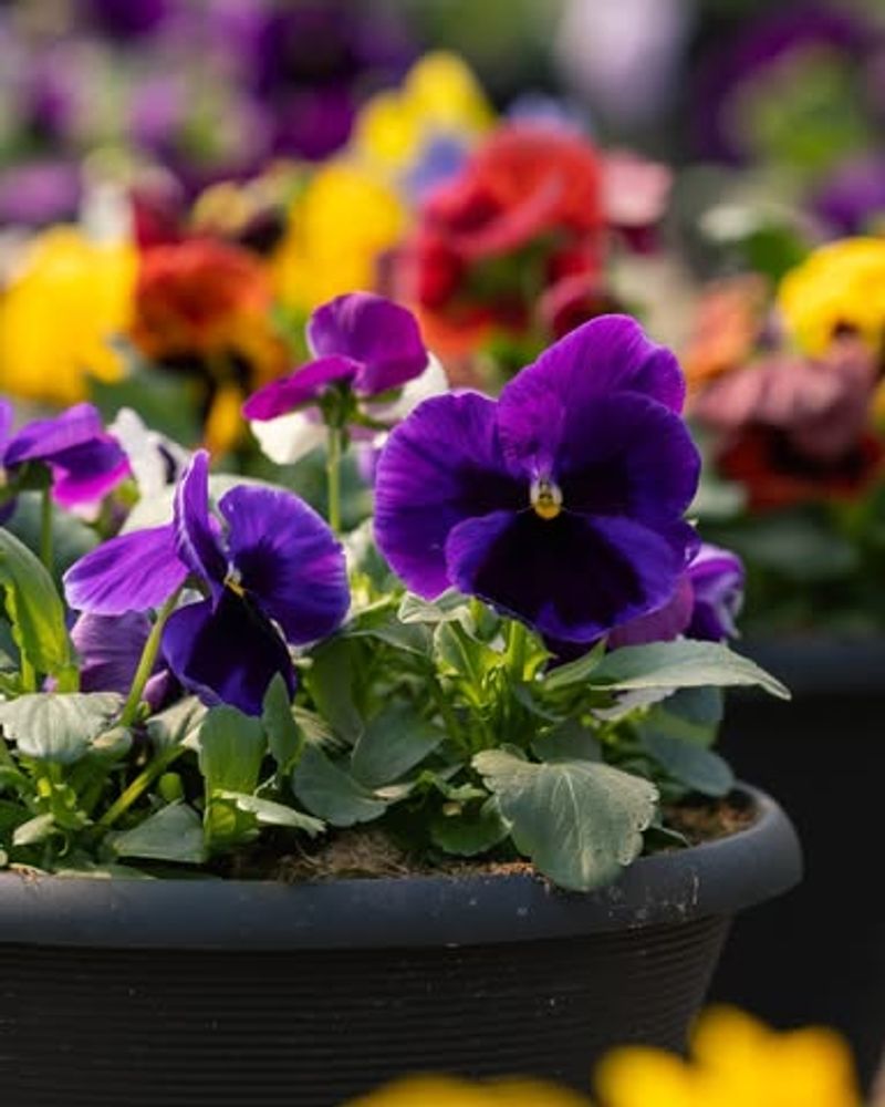 Pansies