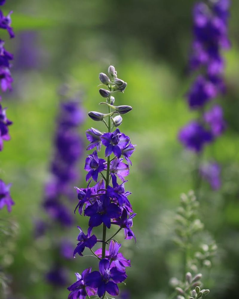 Larkspur Performs Best When Planted Early