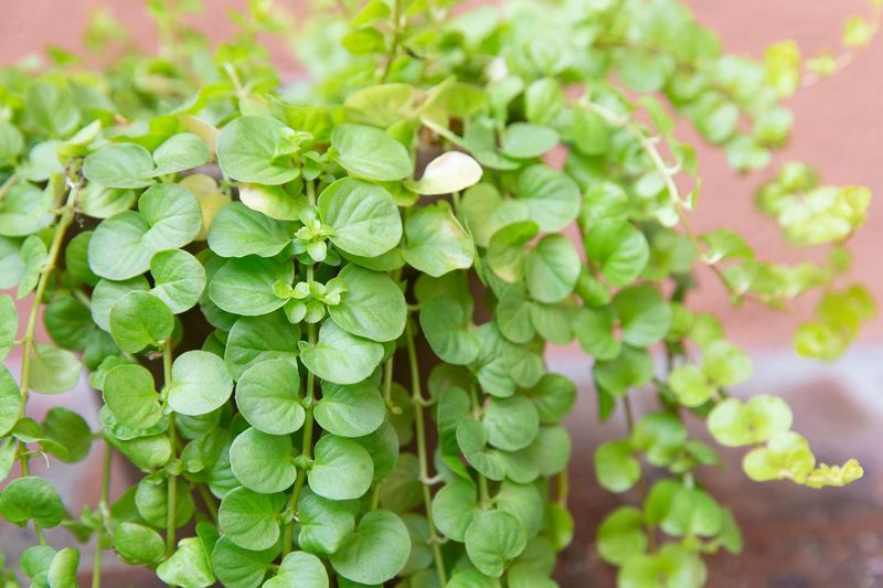 Creeping Jenny Trails And Fills Gaps With Fast Growth