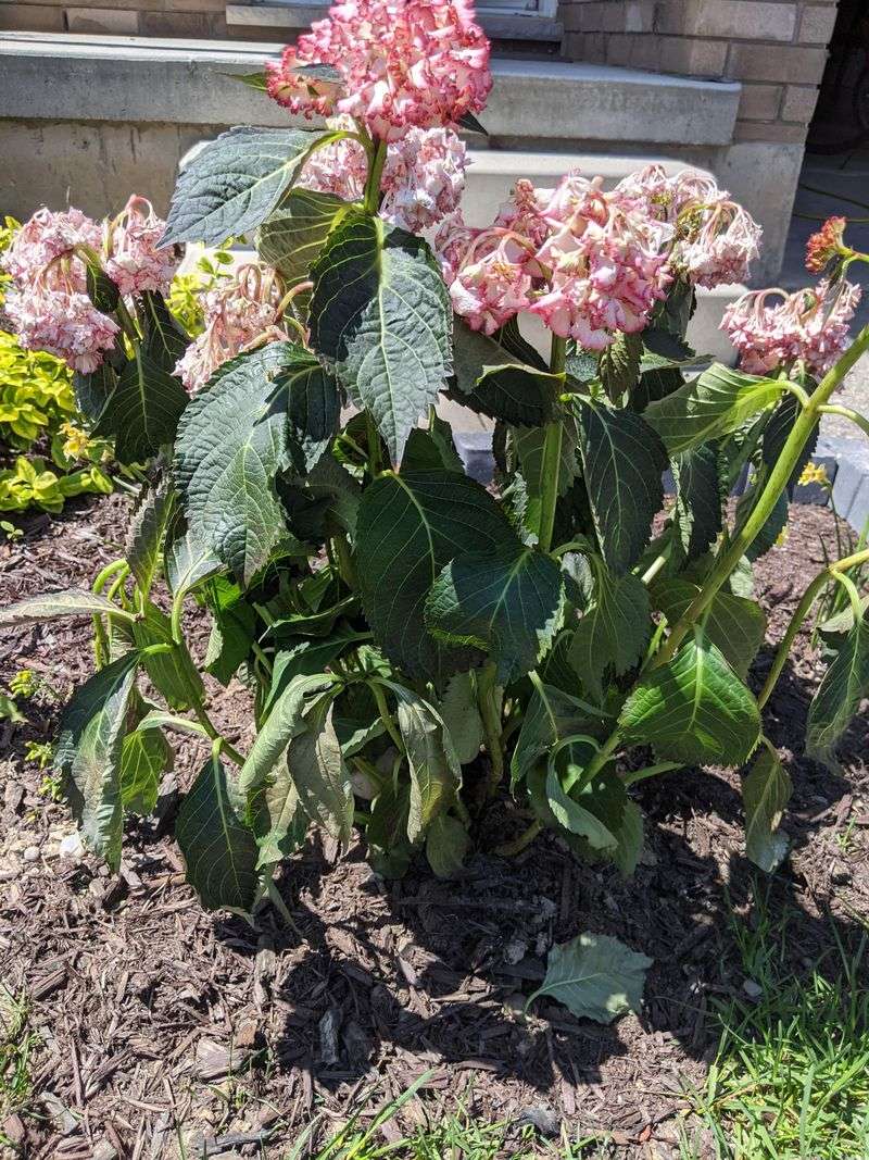 Hydrangeas Wilt Quickly In Harsh Florida Sun