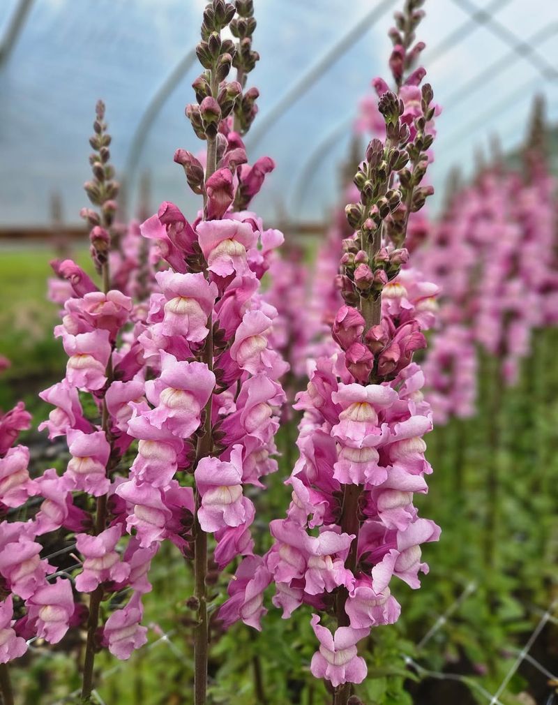 Snapdragons Adding Vertical Drama And Color