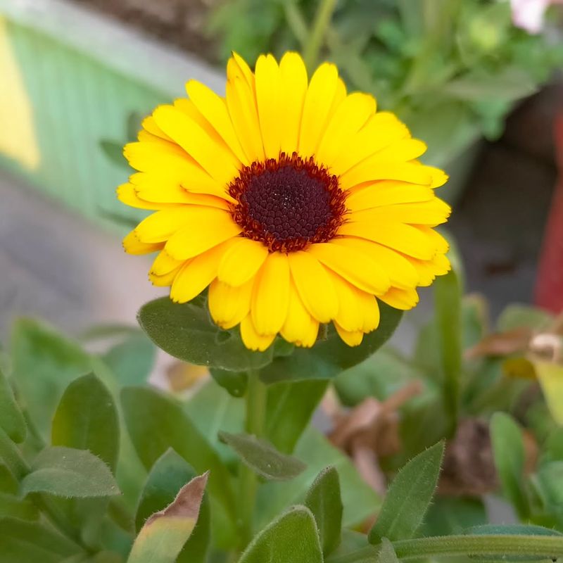 Calendula Produces Bright Flowers Early In The Season