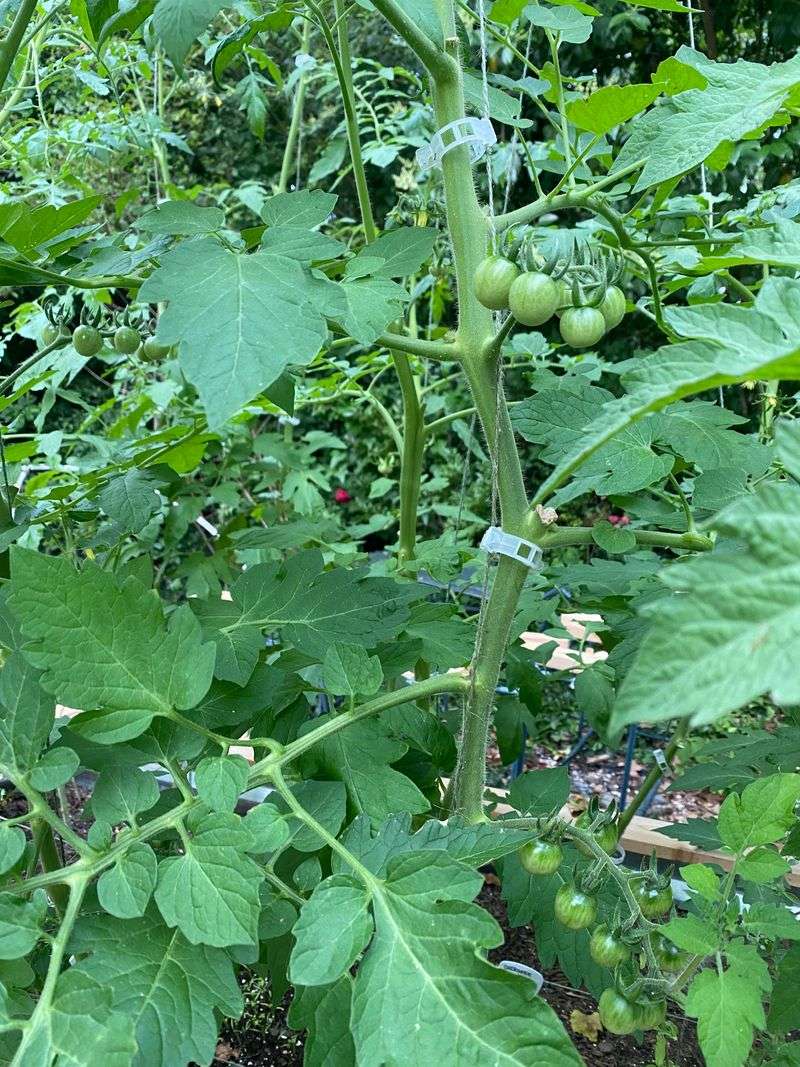 Nasturtiums Bring Bright Flowers And Useful Distraction
