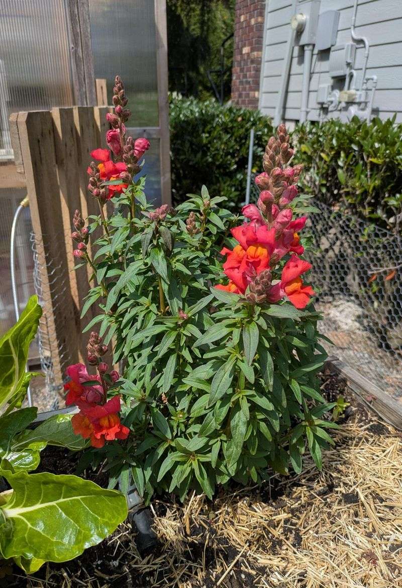 Snapdragons Add Vertical Interest Before Warmth Arrives