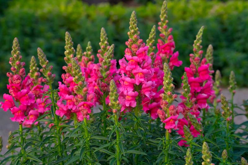 Snapdragons (Antirrhinum Majus)