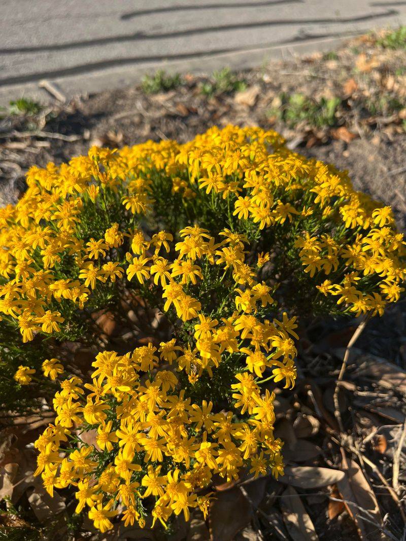 Damianita Gives Off A Light Herbal Fragrance In Full Sun