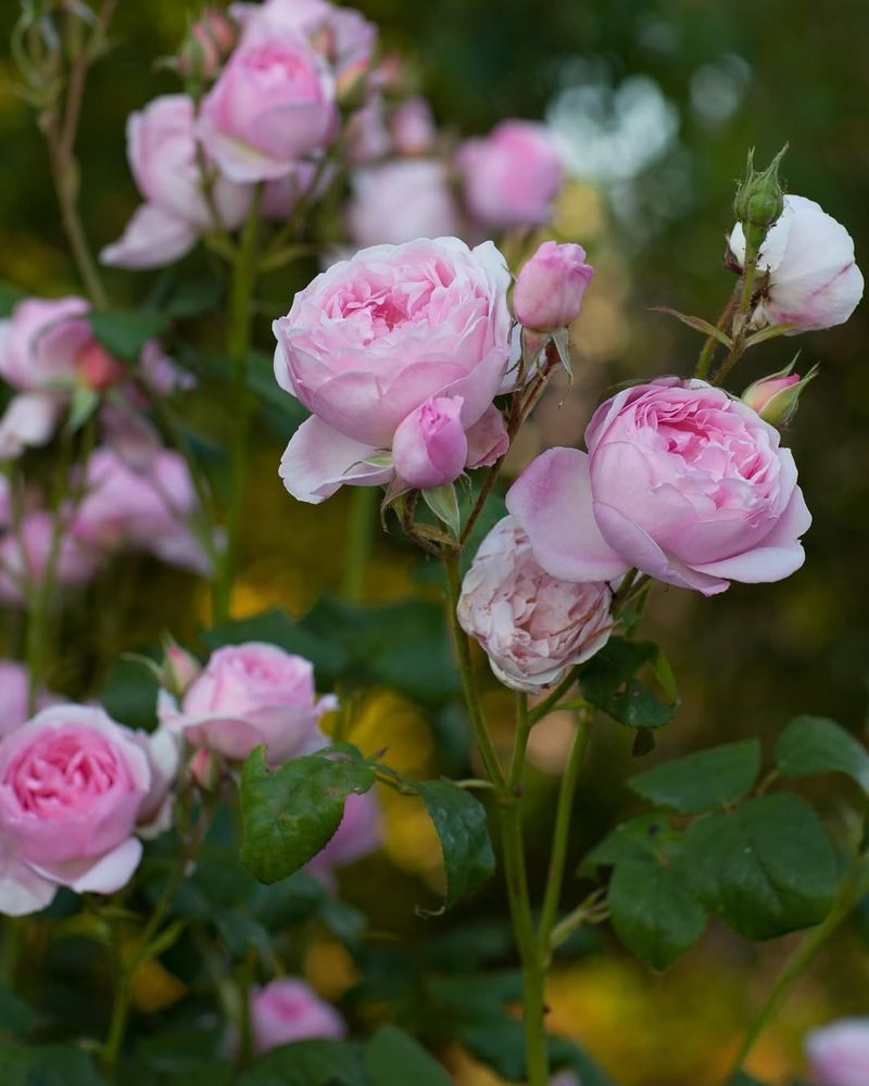 Roses Shift From Light To Rich Fragrance Across Varieties