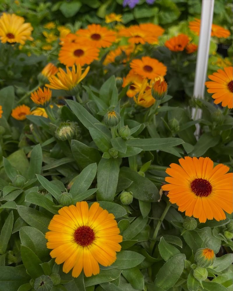 Calendula That Adds Sunny Orange Blooms