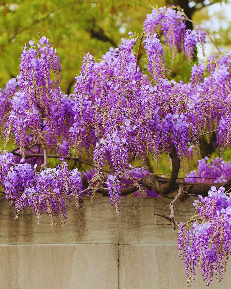 American Wisteria