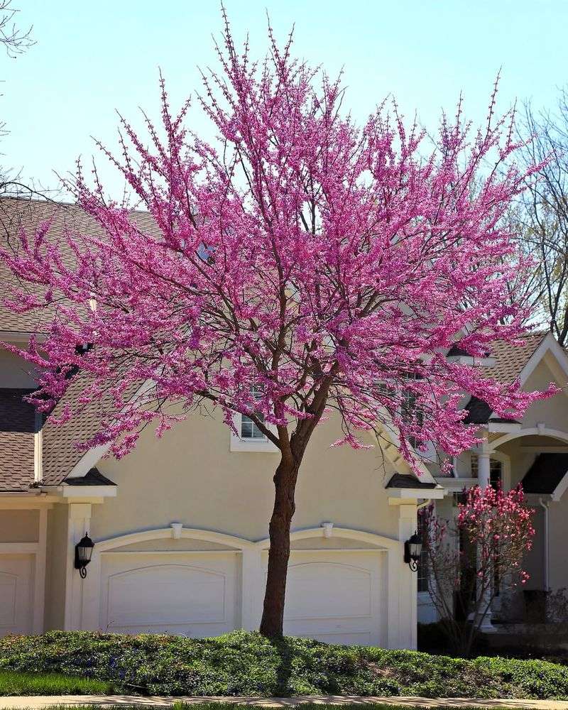 Eastern Redbud Flowers Before Leaves Even Appear