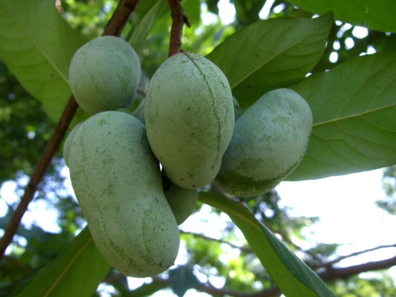 Pawpaw (Asimina Triloba)