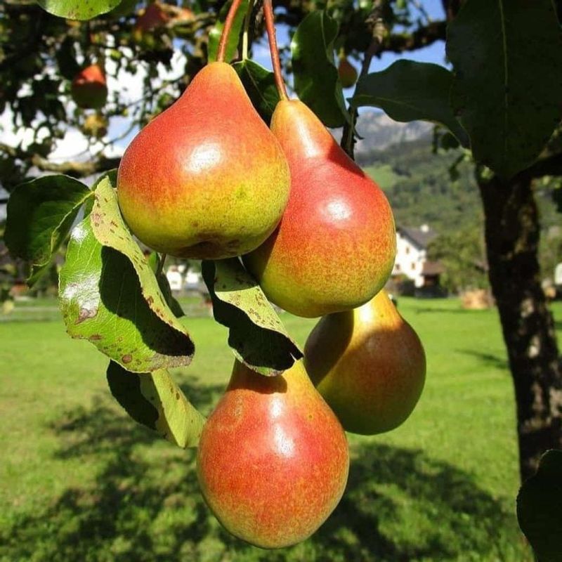 Pear Trees (European Varieties)
