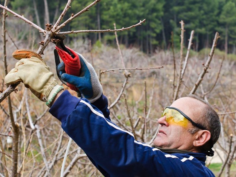 Sour Cherry Trees Respond Well To Late Winter Pruning