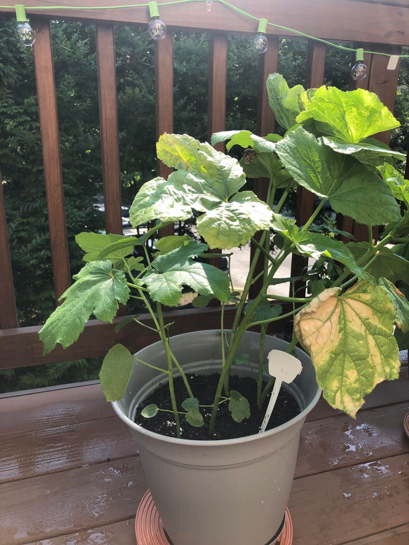 Okra Thrives In Warm Florida Spring Containers