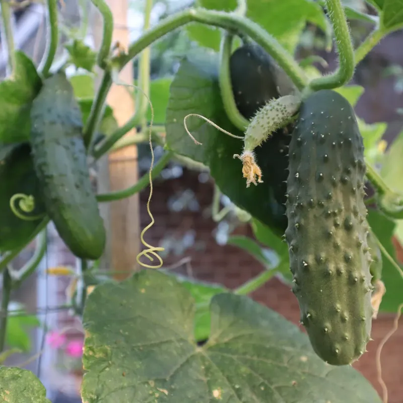 Cucumbers Spreading Vines And Crisp Goodness