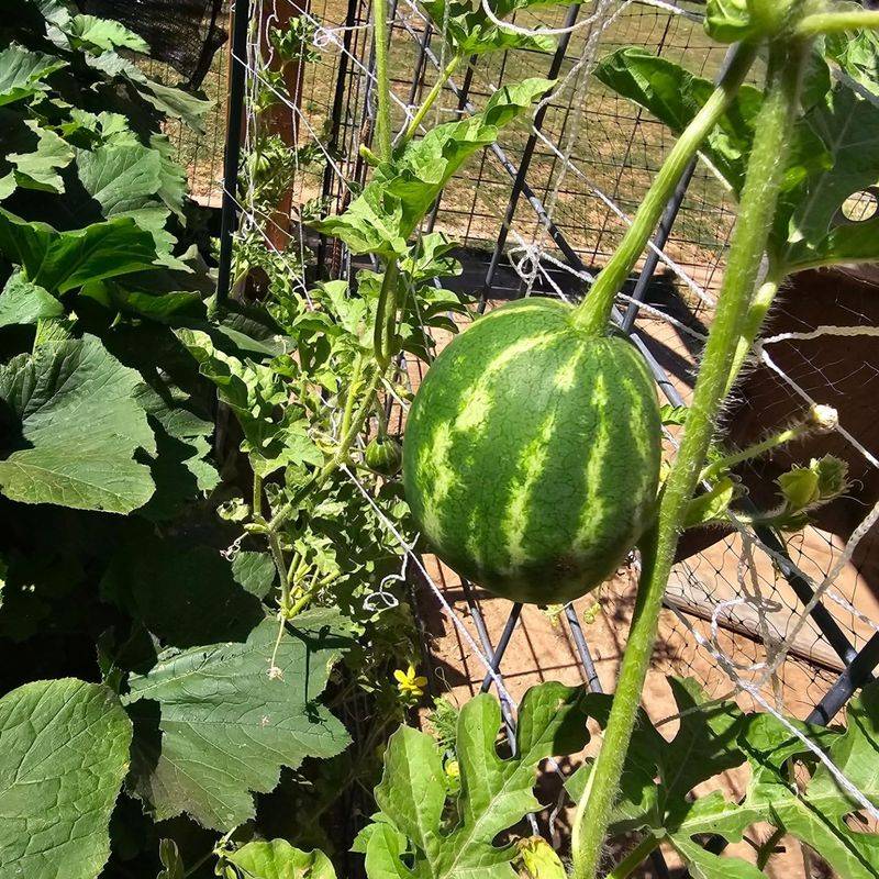 Watermelon Thrives As Long Summer Days Begin
