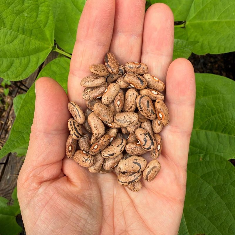 Bush Bean Seeds Producing Quick, Tasty Pods