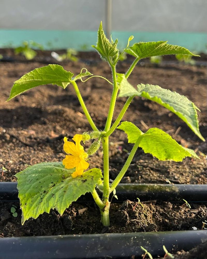 Cucumbers Grow Quickly As Temperatures Begin Climbing