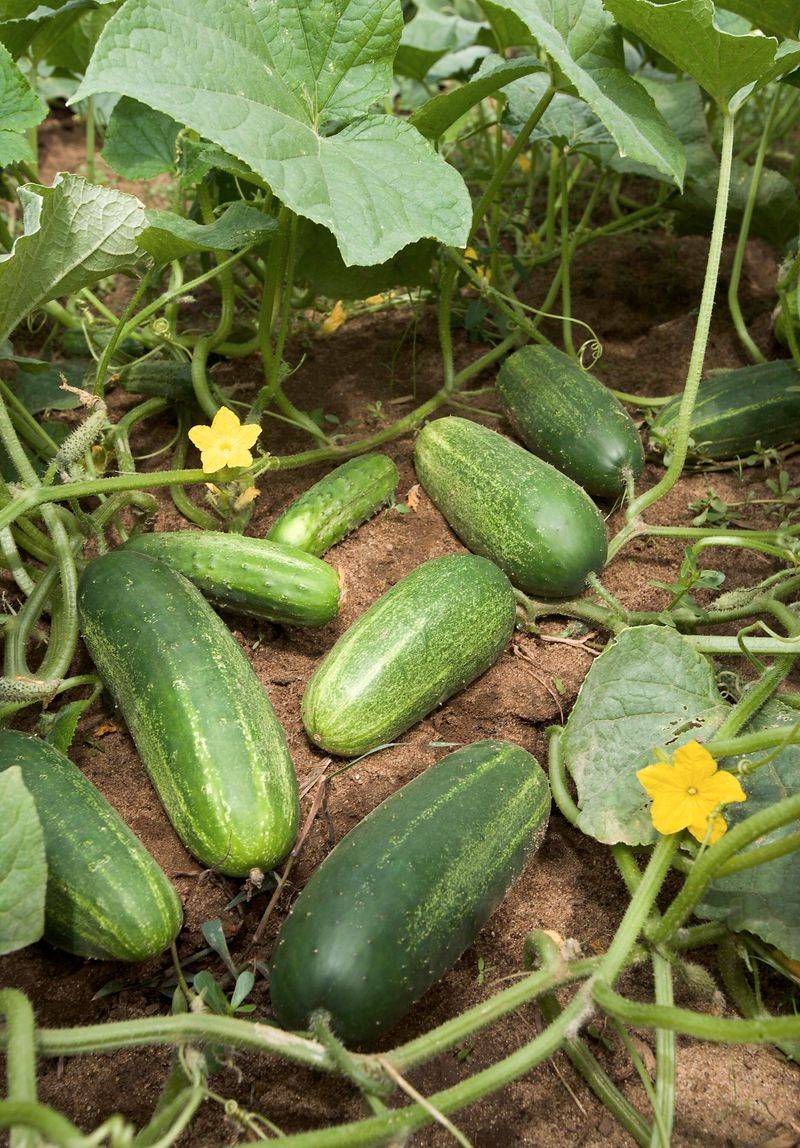 Cucumbers Grow Quickly In Georgia's Spring Warmth