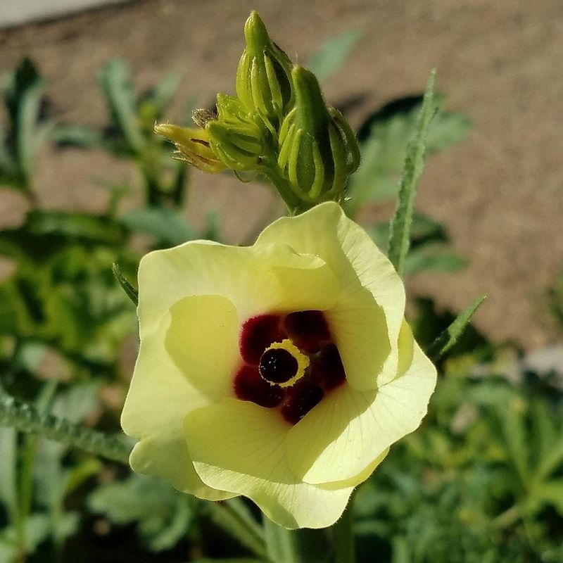 Okra (Abelmoschus esculentus)