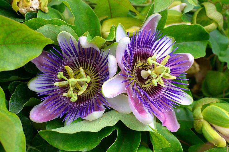 Passionflower