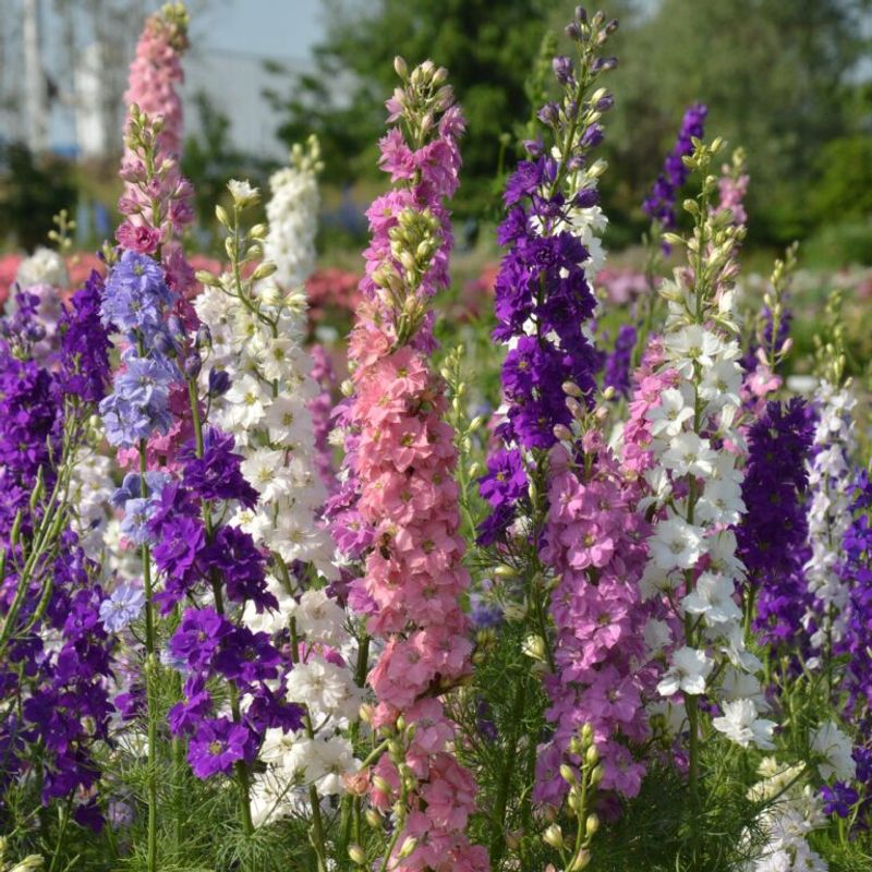 Larkspur Bringing Storybook Charm To Borders