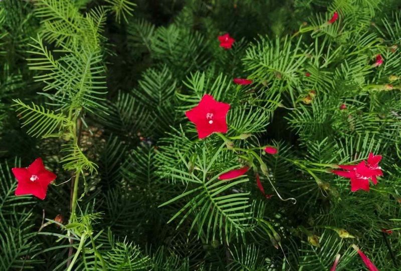 Cypress Vine (Ipomoea quamoclit)