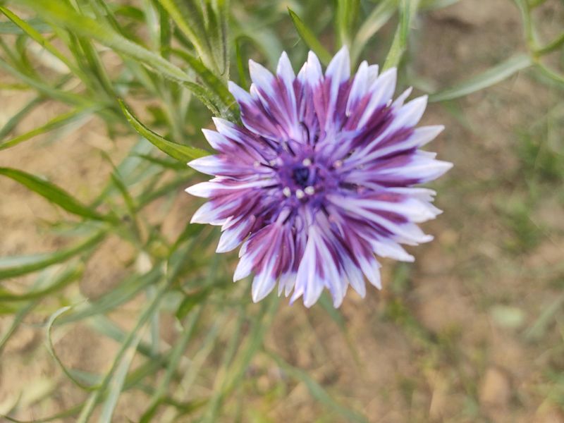 Bachelor's Buttons (Cornflower)