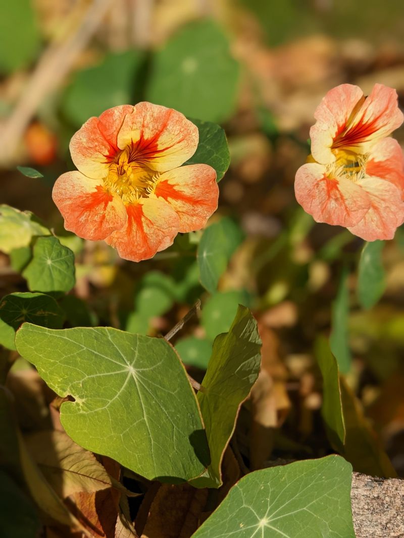 Nasturtiums