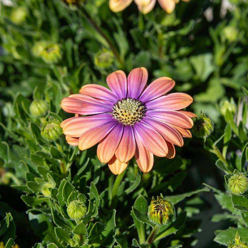 African Daisies (Osteospermum)