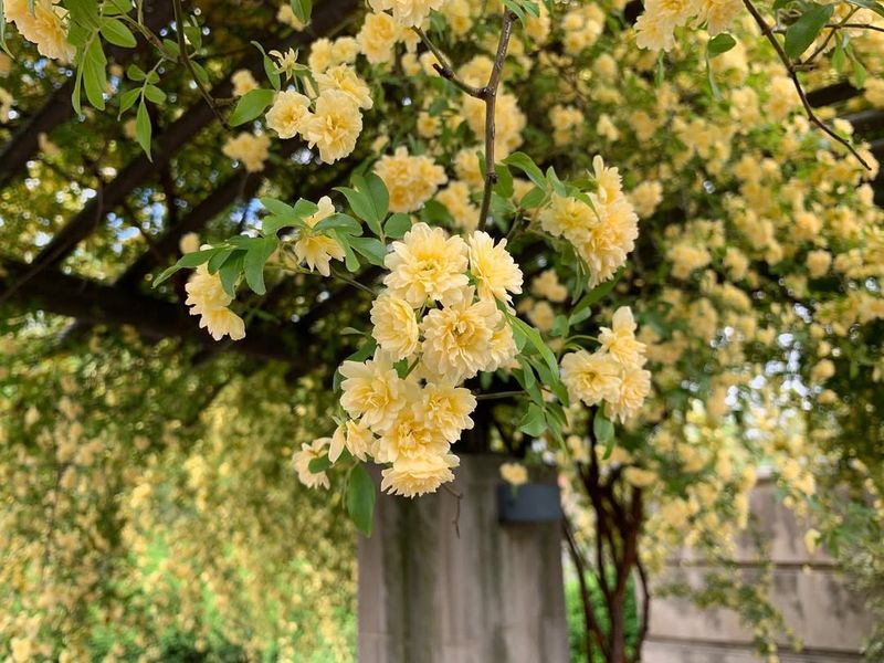 Lady Banks Rose Covers Structures With Spring Flowers