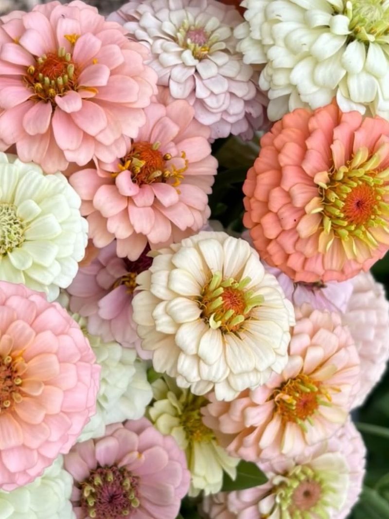 Zinnias For Vibrant Summer Blooms