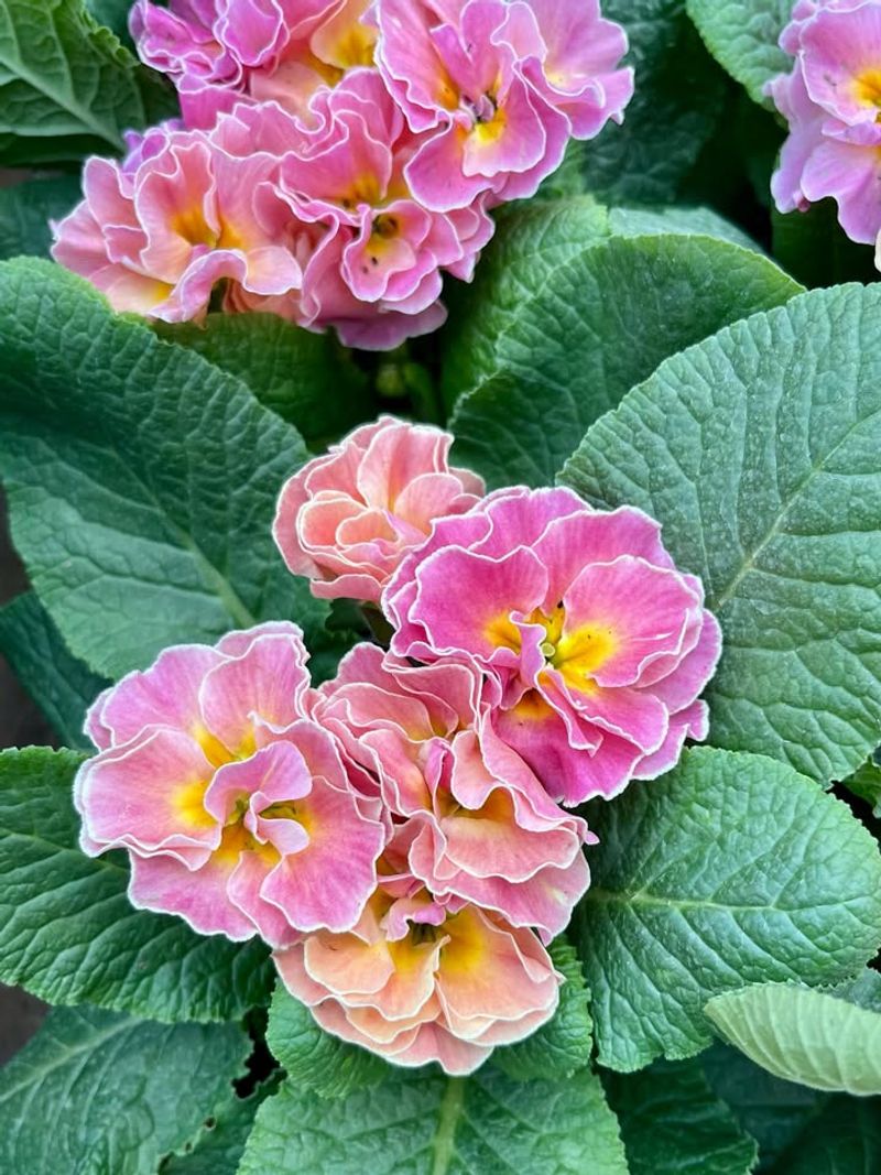 Primroses
