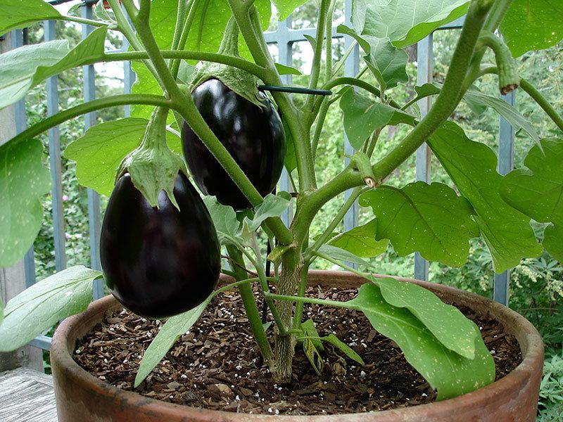 Eggplant Grows Beautifully In Large Containers