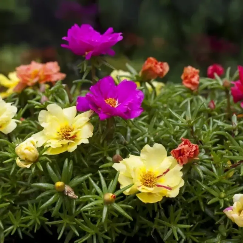 Moss Rose Prefers Consistently Warm Temperatures