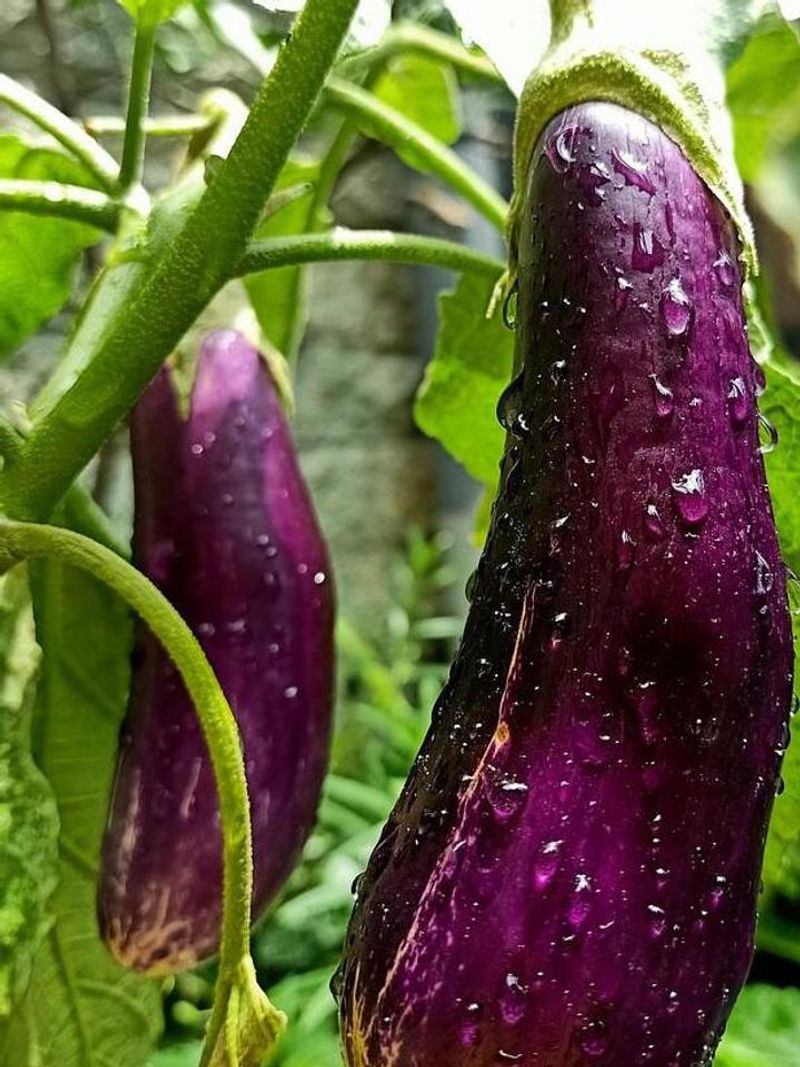 Eggplant Thrives In Warm, Moist Air