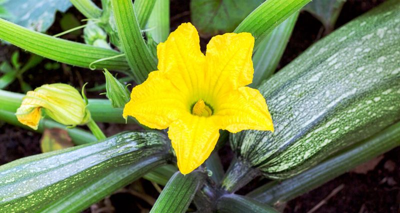 Squash Growing Vigorous With Vibrant Fruits