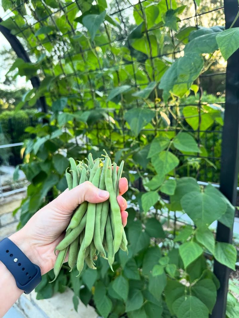 Beans Grow Quickly And Fill Your Garden Plates
