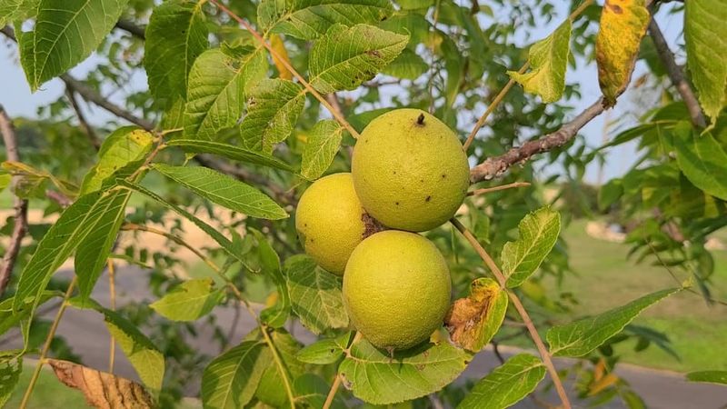 Black Walnut Trees That Poison Tomatoes