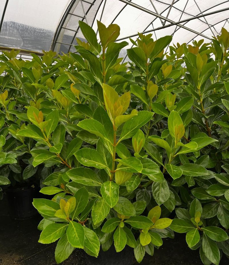 Awabuki Viburnum With Glossy Green Foliage