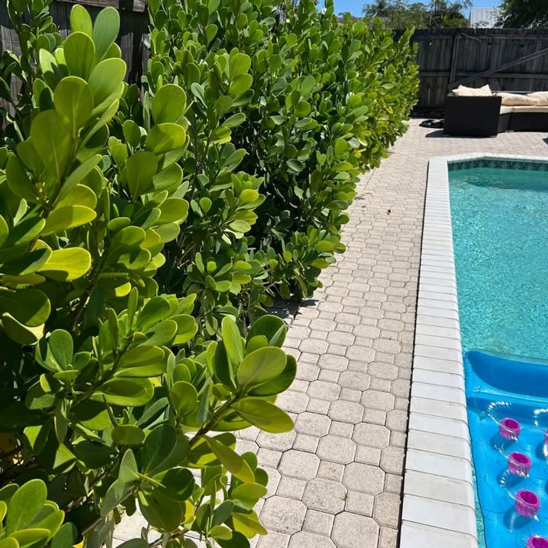 Clusia Works Best When You Want Broadleaf Privacy